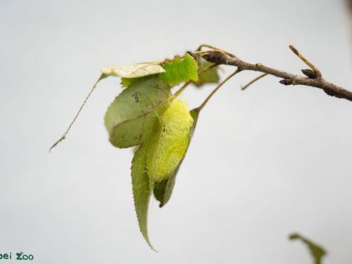 冬日來襲！昆蟲們的溫馨生存智慧：用小小觸角感受世界的冬季生存術